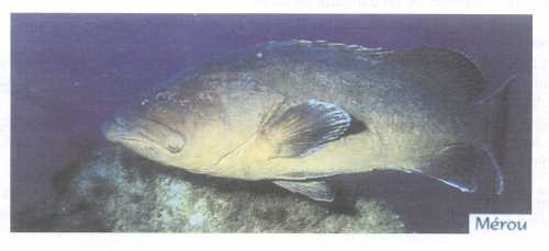 Image Trait d'Union N� 48